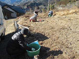 スイセン植え付け作業